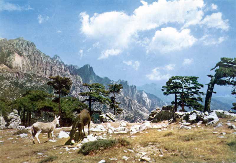 Le-col-et-les-aiguilles-de-Bavella