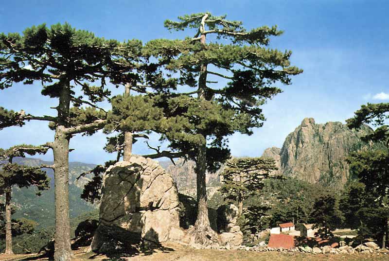 Col-de-Bavella-vers-Punta-Tafonata