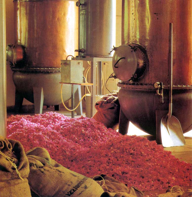 Pétales de roses et alambics