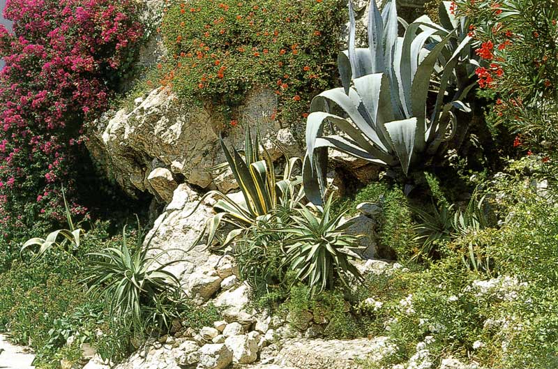 Agave du Jardin exotique