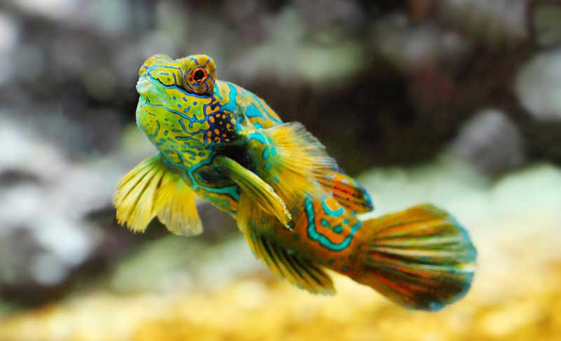 Poisson de récif tropical