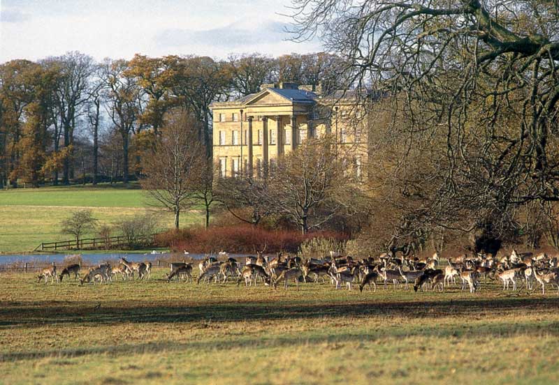 Harde de
                  daims d'Attingham Park à la fin de l'automne