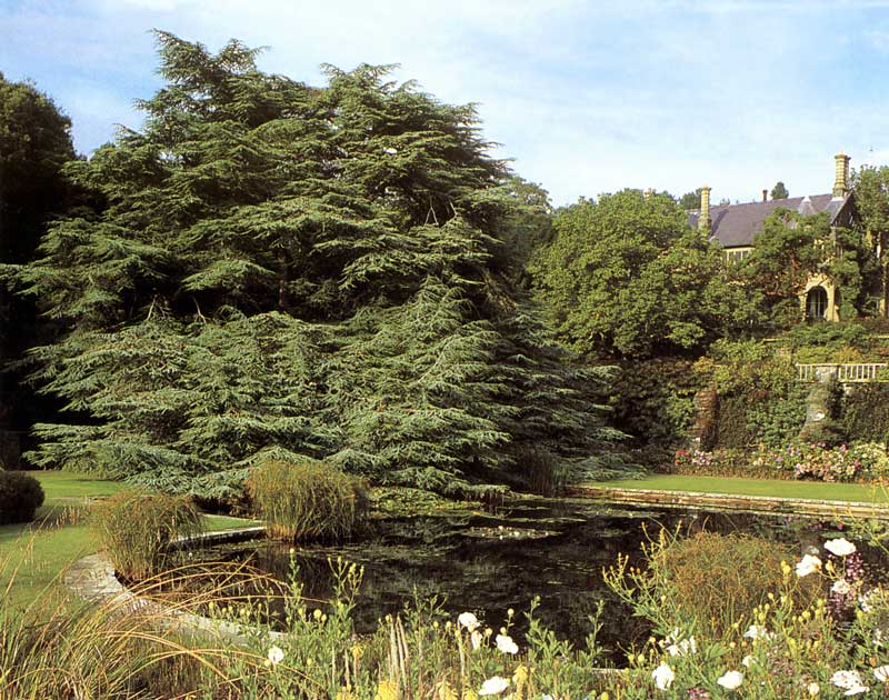 Bodnant Garden : le grand bassin aux nymphéas
                  sous le grand cèdre