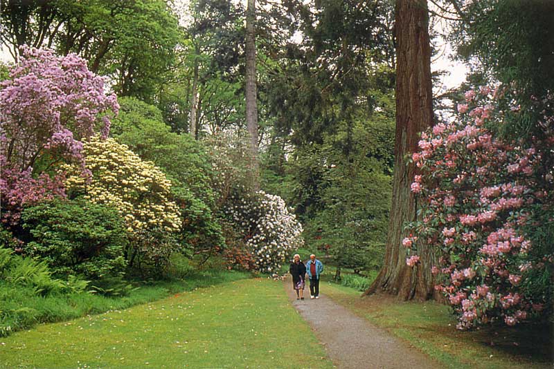 Bodnant Garden : rhododendrons dans l'allée au
                  fond de la Combe