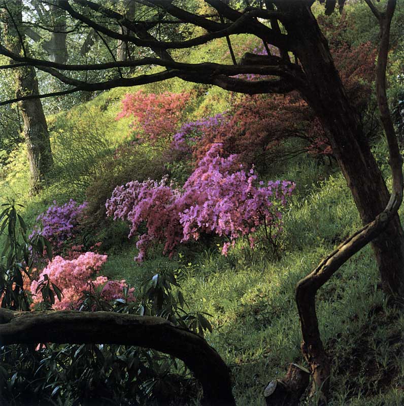 Azalées au flanc de la Combe