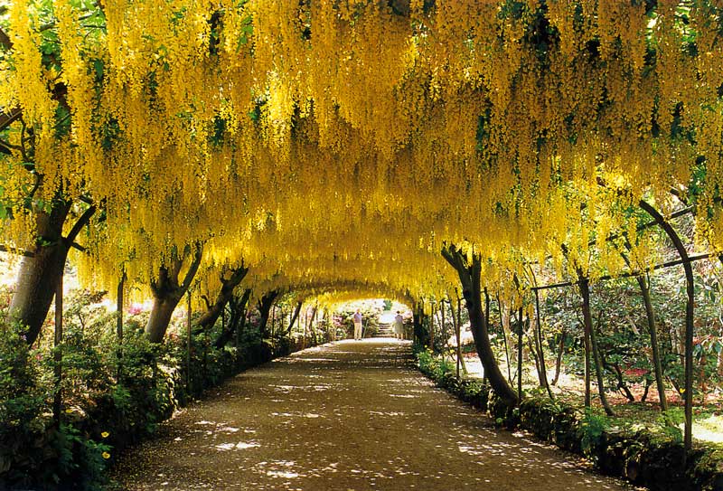 Bodnant
                  Garden : l'Arche des Cytises