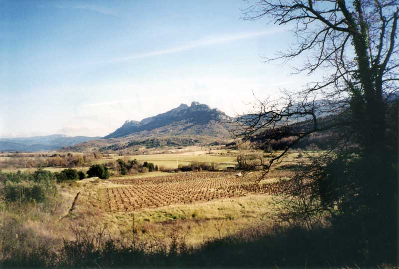 Pique-nique devant les vignobles dominés par
                Peyrepertuse