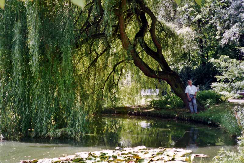 Wilanow : bassin à nénuphars - et à moustiques ! -
                dans le parc à l'anglaise