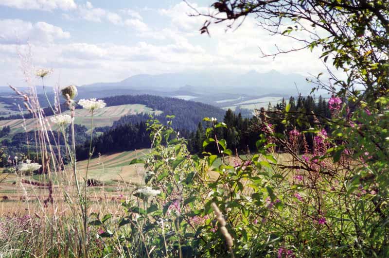Doux paysage des Pieniny en quittant Szczawnica