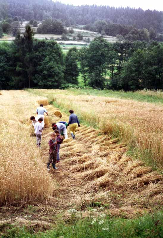 Moisson en famille