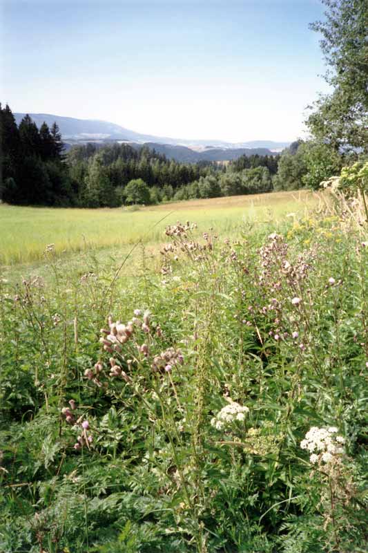 Les Sudètes dans la région de Jesenik