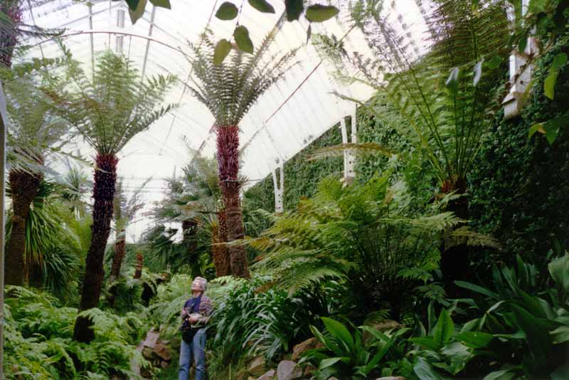 Tatton Park
            : Jean-Paul dans The Fernery