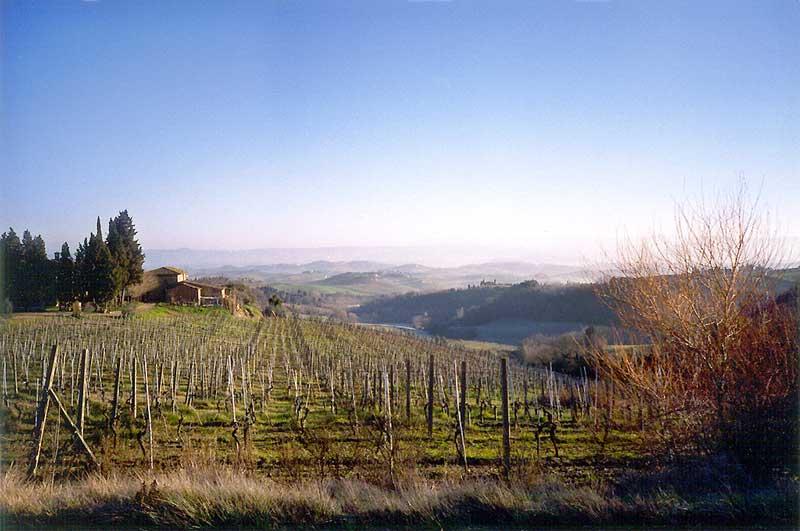 Toscane :
                vignobles en allant vers San Geminiano