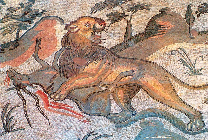 lion égorgeant une antilope