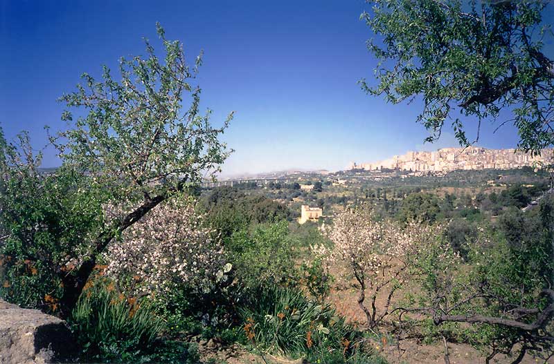 Agrigento : depuis la Vallée des Temples
                      toute fleurie, vue sur la ville moderne sur la
                      colline