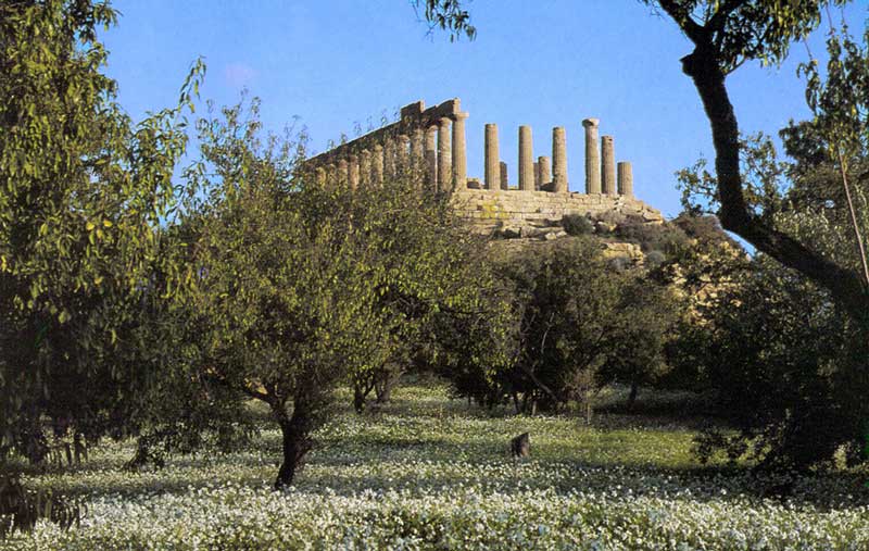 Agrigento : le temple de Junon Lacinienne
                      au-dessus des oliviers et des champs fleuris
