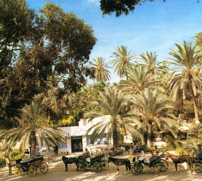 Dans la
                palmeraie de Sfax