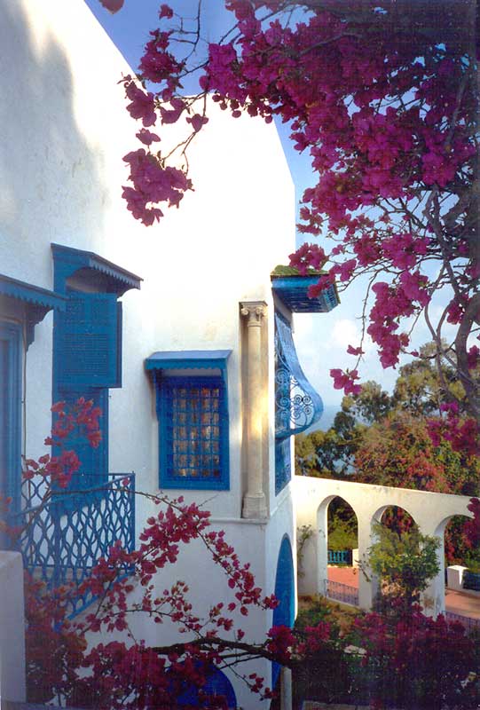Bougainvilier sur le Jardin Person