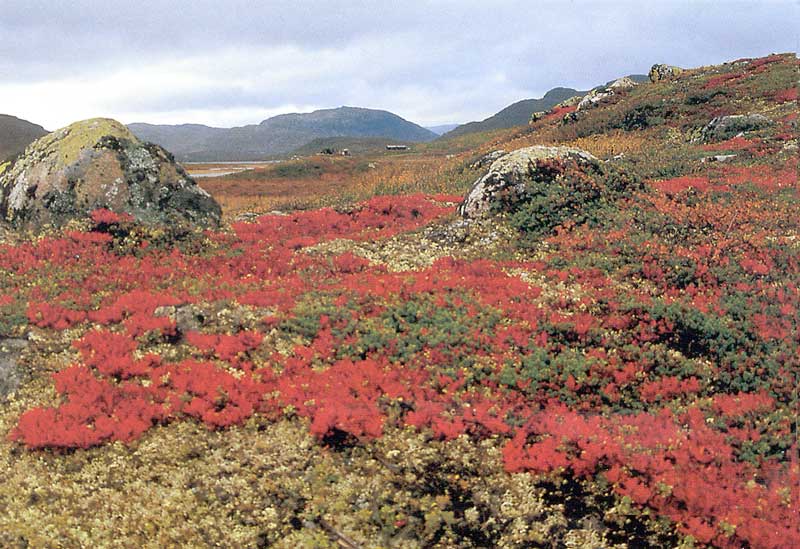 Dans la
          toundra fleurie