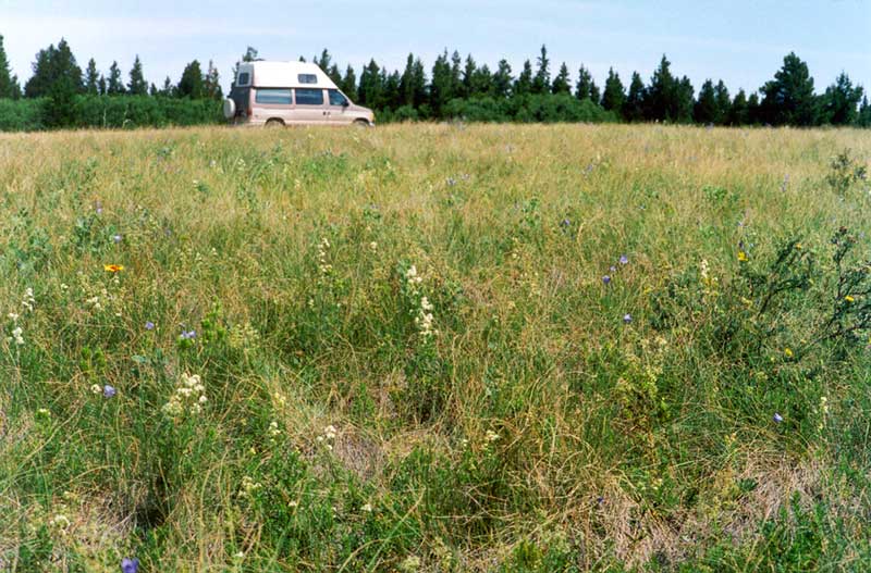 Cypress Hills : bivouac du Guépard dans le pré