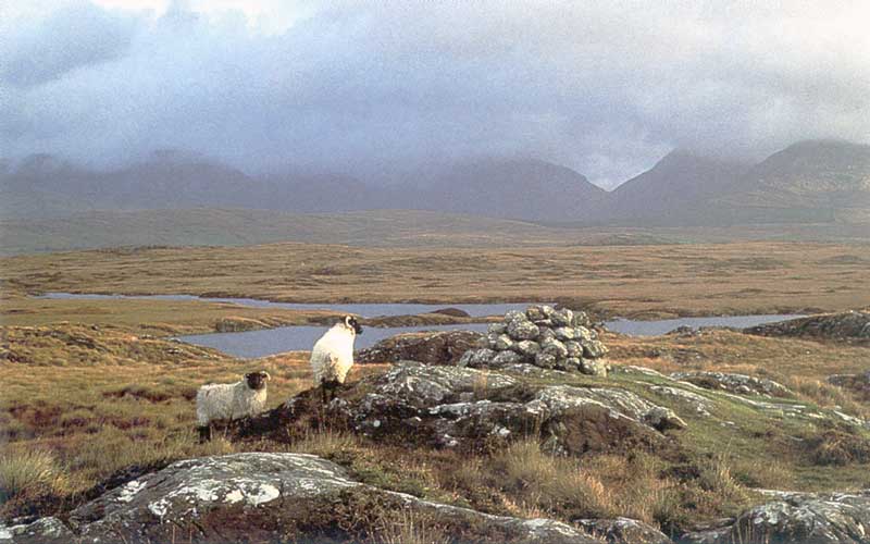 Tourbière dans le Connemara