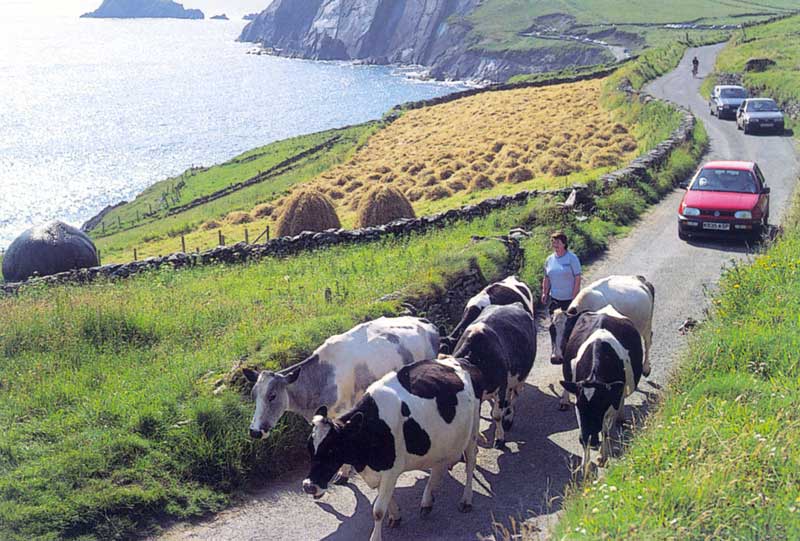 Slea Head : procession derrière les vaches