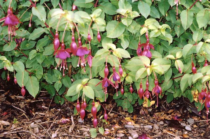Smerwick
        Harbour : haie de fuschia
