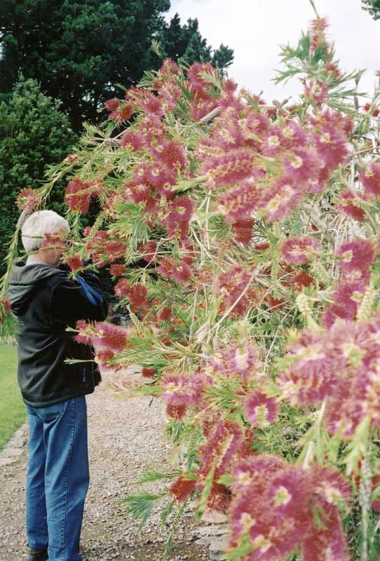 Jean-Pau fime les fleurs dans le jardin du Dunloe
              Castle Hotel