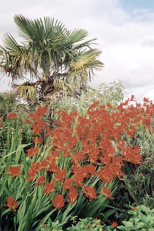 Fleurs rouges dans le jardin du Dunloe Castle Hotel