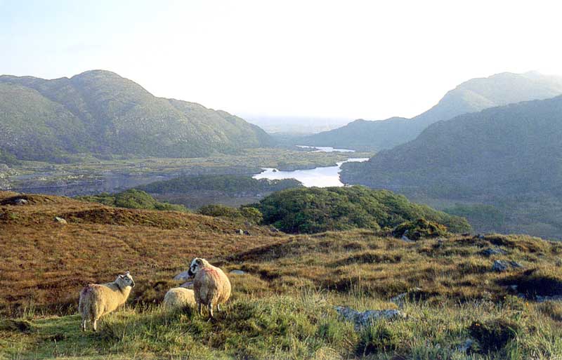 Killarney National Park : belvédère de Ladies
                  View