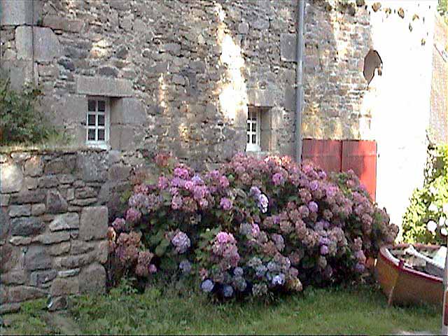 Hortensias
                à St-Pabu