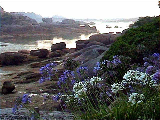 Ploumanach : la plage et ses fleurs
