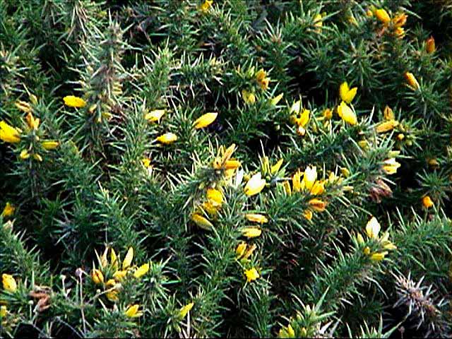 Ploumanach
                : ajoncs
