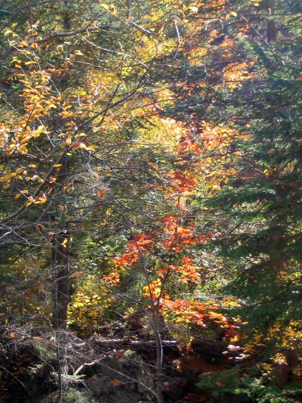 Laurentides-feuillage