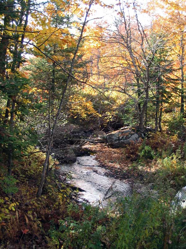 Laurentides-: ruisseau