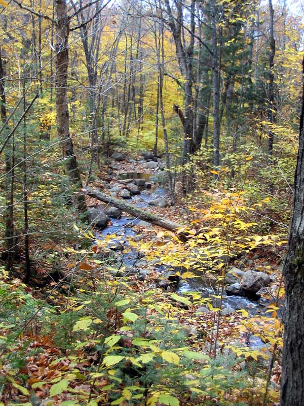 Torrent au départ du sentier vers la Roche