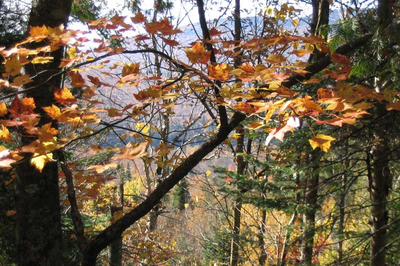 Mt-Tremblant : feuillage sur le sentier de la
                Corniche
