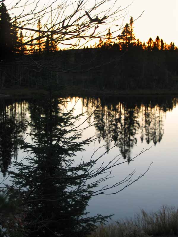 Reflest des pins sur le lac des Dix Milles