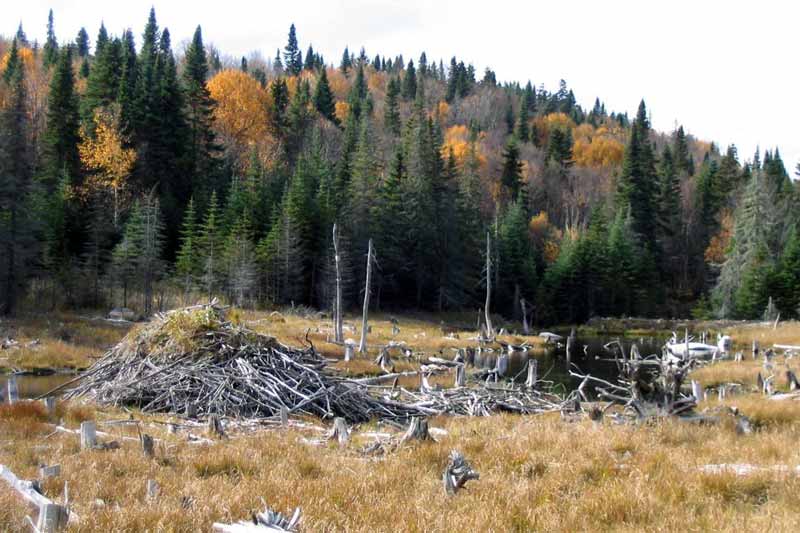 Lac Lavoie : anciennes hutte de castor à sec