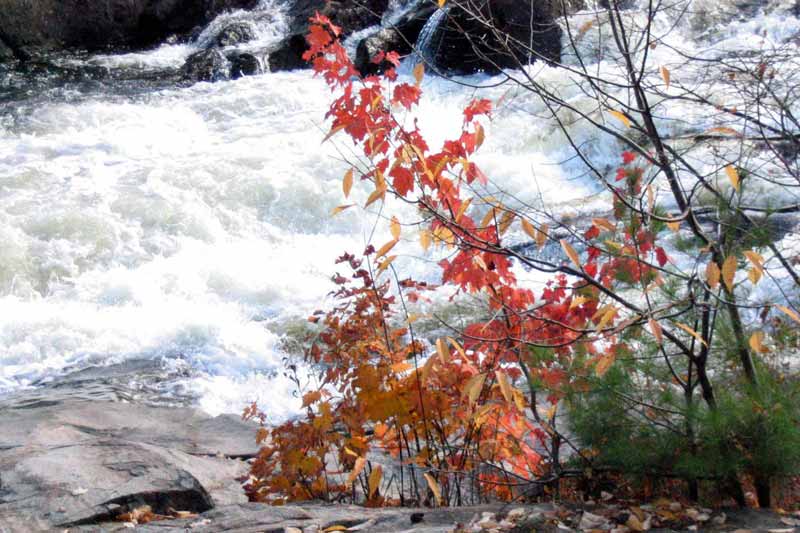 Rawdon-feuillage-devant-la-chute