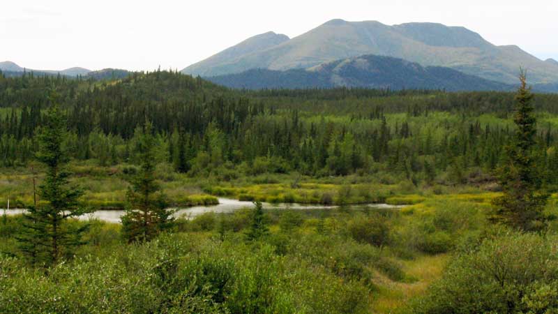 Toundra et marécage en route vers Dawson