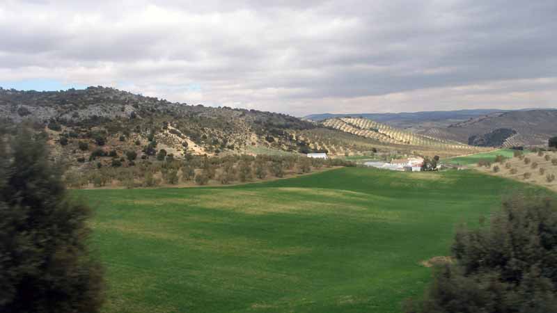 Les collines andalouses striées de plantations
              d'oliviers
