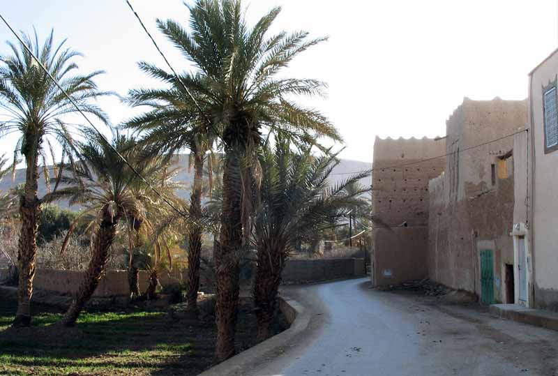 Dans la palmeraie de Zouala