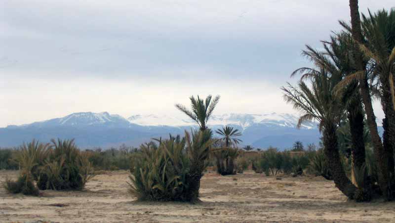 Dans la palmeraie de Skoura