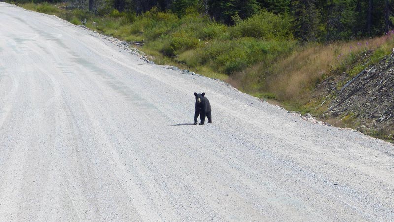 Ours
                noir sur le route