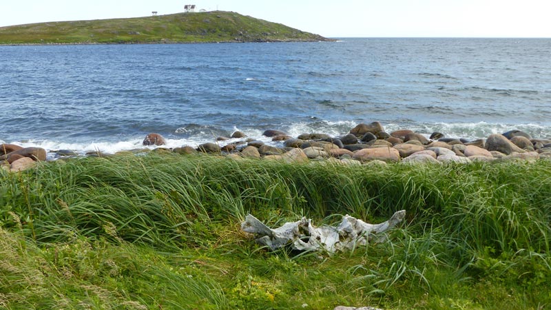 Boney-Shore-Trail-os-de-baleine-derriere-Saddle-Island