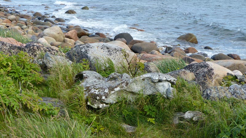 Os de baleine