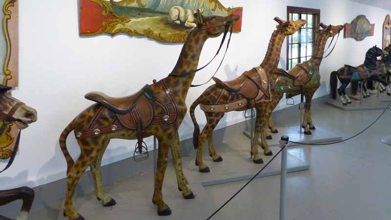 Trois girafes perdues au milieu des chevaux...