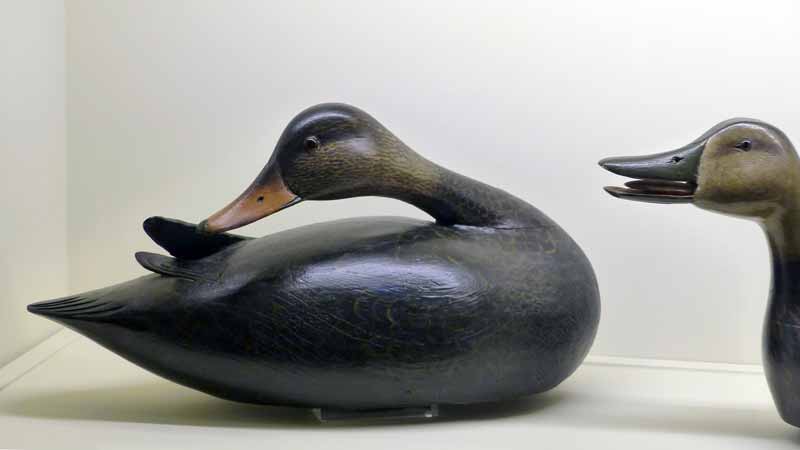 Dorset House : canard appelant au cou replié