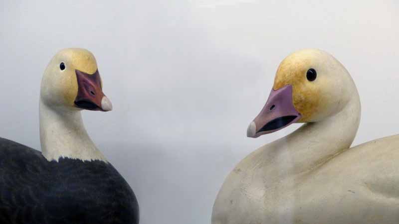 Dorset House : cople de canards communs